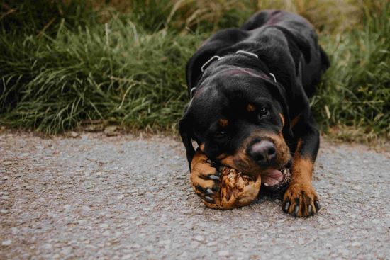 Do You Know Your Dog’s Typical Chewing Behavior? - Canophera