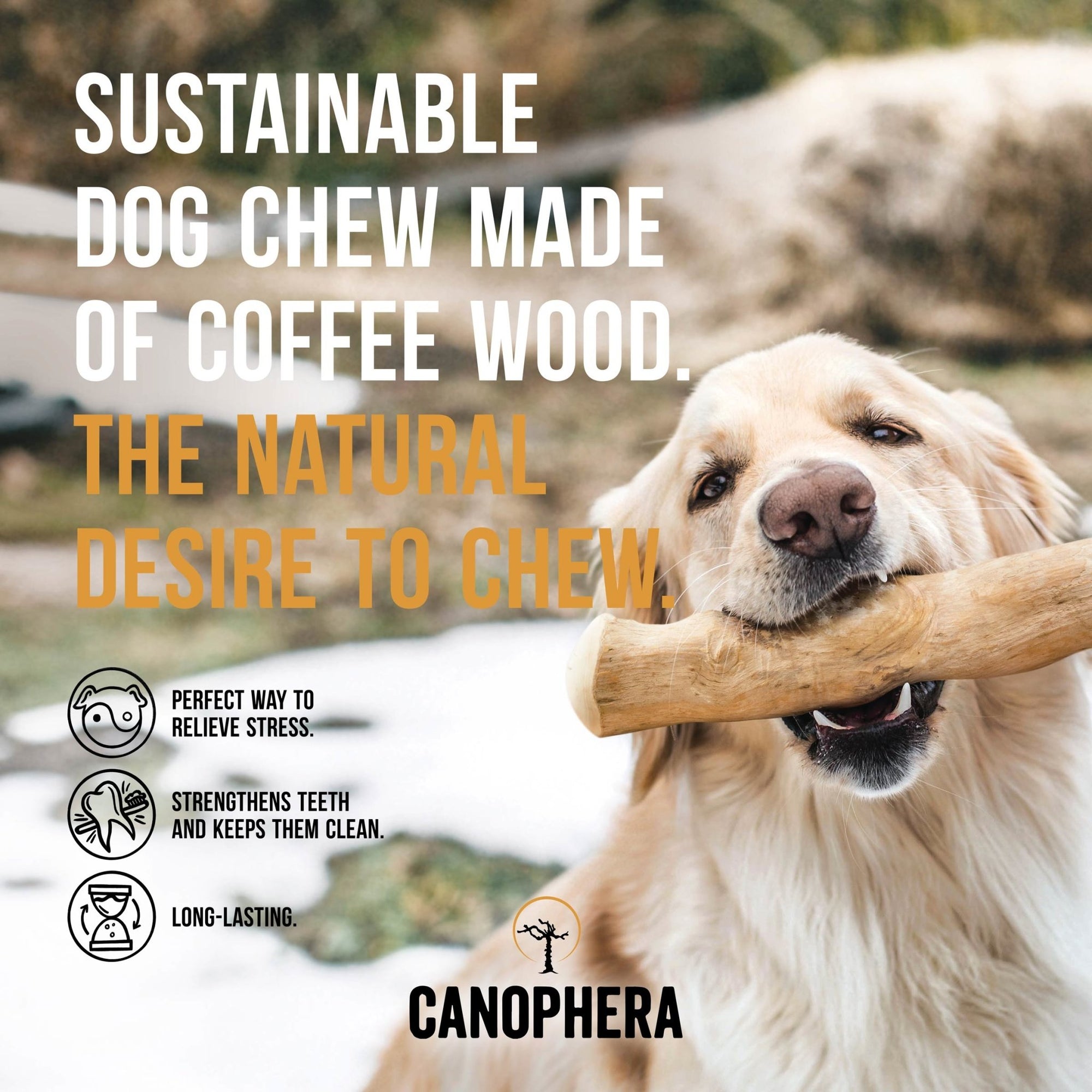 Coffee Wood Chew Sticks (Pack of 2) - Canophera