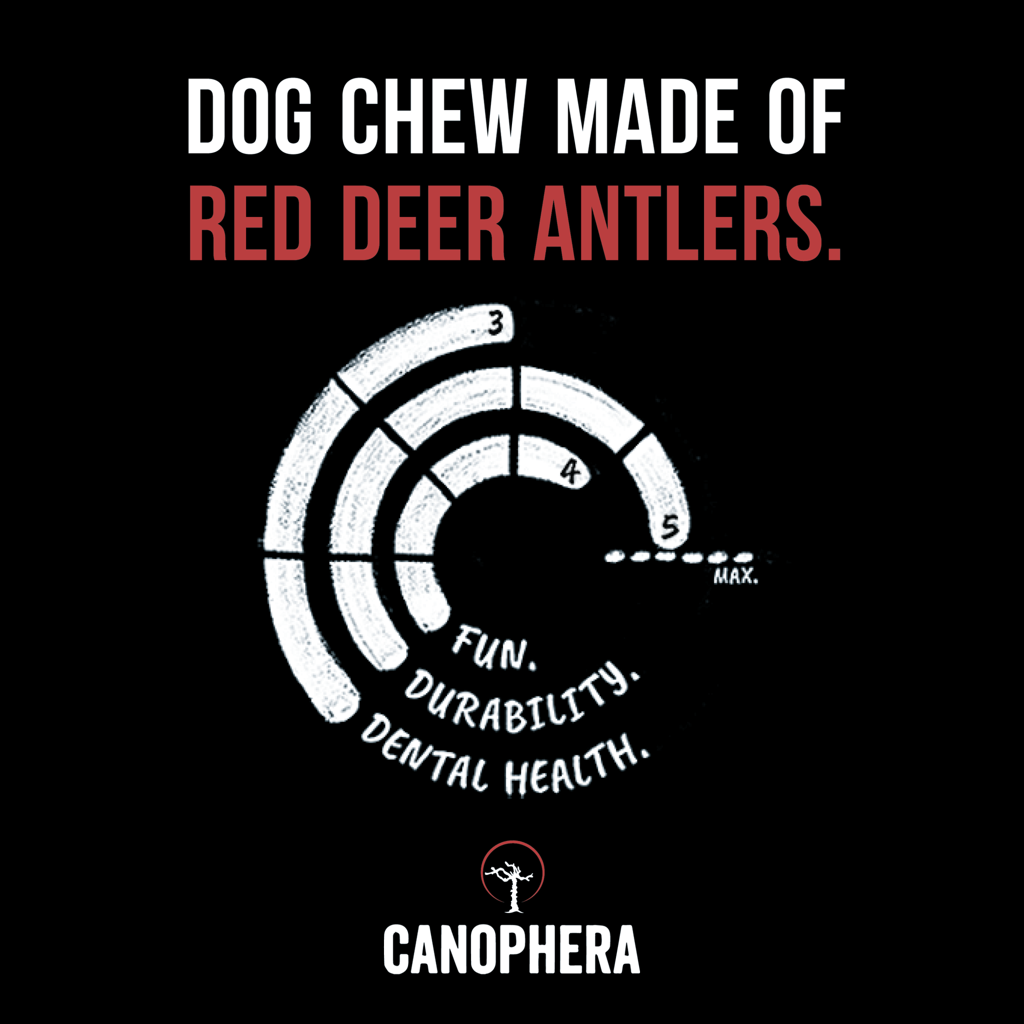 Red Deer Antlers (Whole) - Canophera