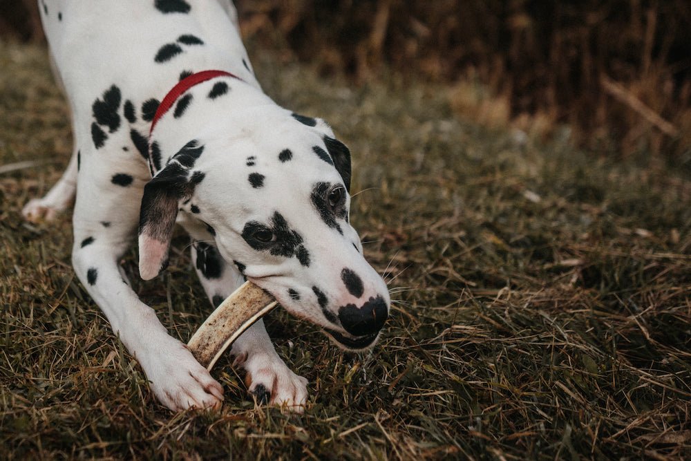 10 Compelling Reasons Why Your Dog Should Chew Every Day - Canophera