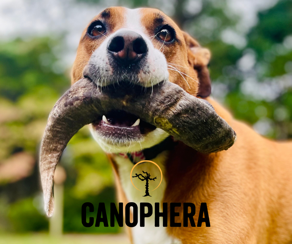 Summer Dental Health for Dogs.