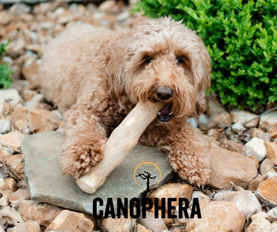 How to Introduce Your Dog to a New Chew.