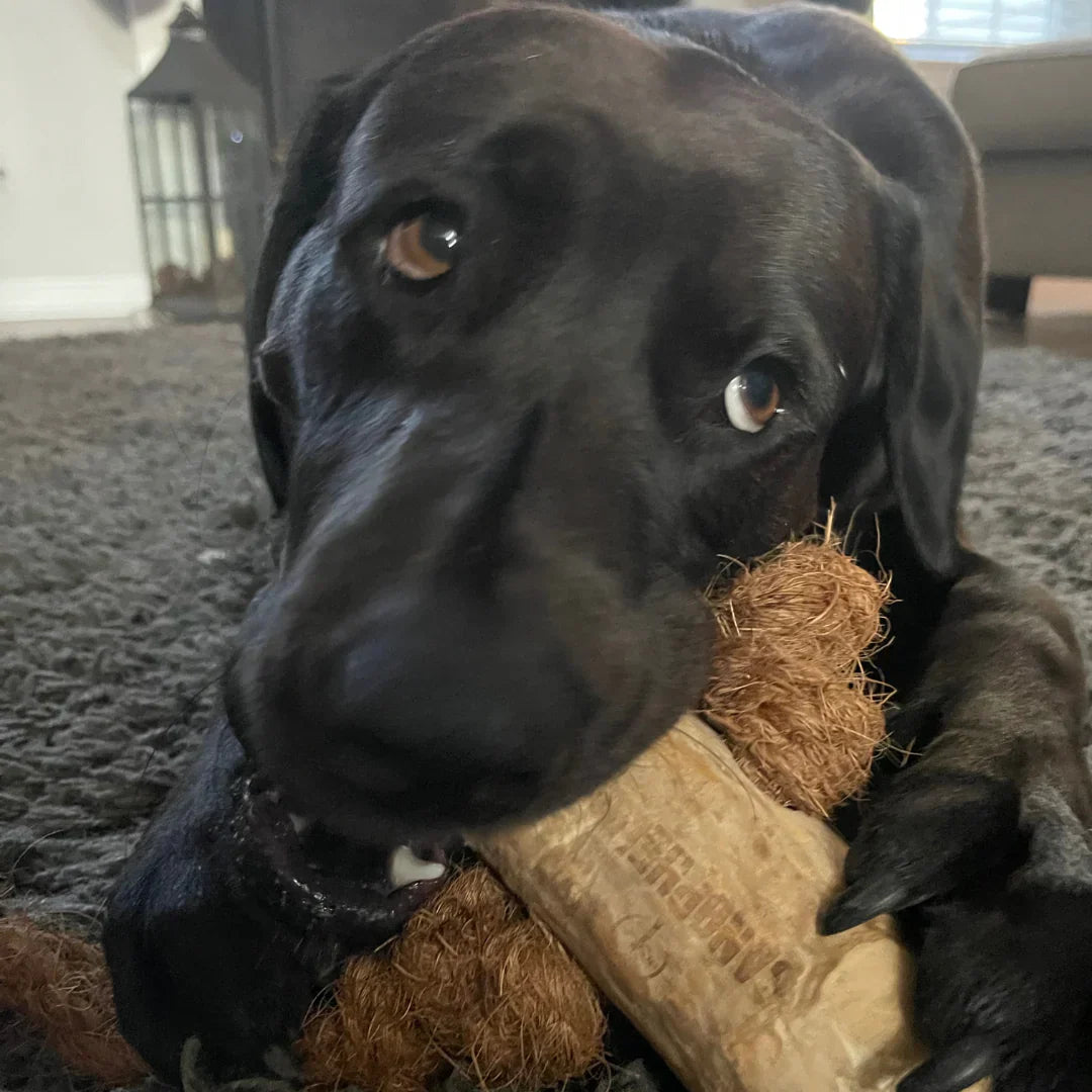 Pet Problem #6- Destructive Chewing