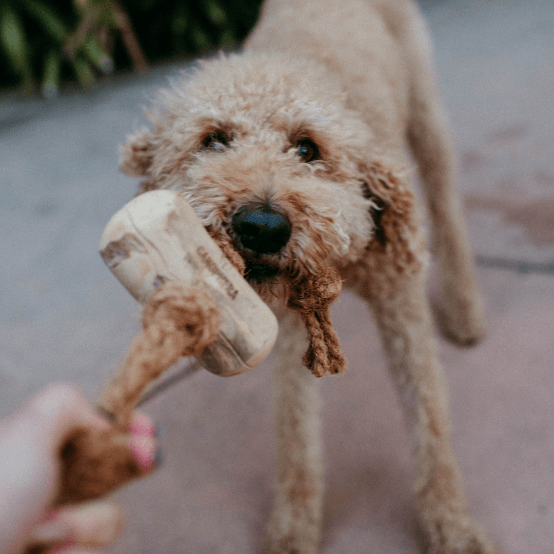 Coconut Rope Toys - Nature's Toothbrush - Canophera