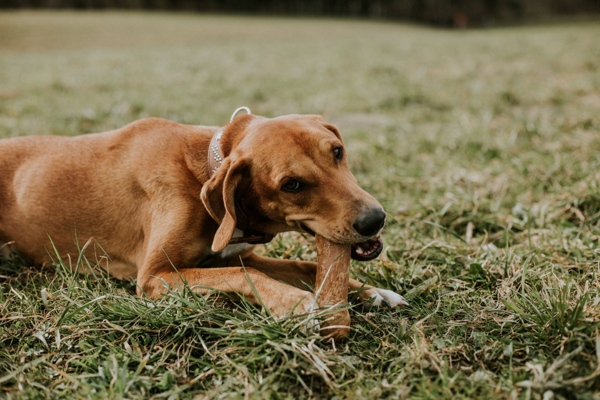 Natural Wood Chew Tips Sustainable Satisfying for Your Dog Canophera