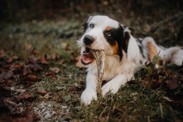 Sustainable & Satisfying: The Benefits of Sheep Horns for Your Dog - Canophera