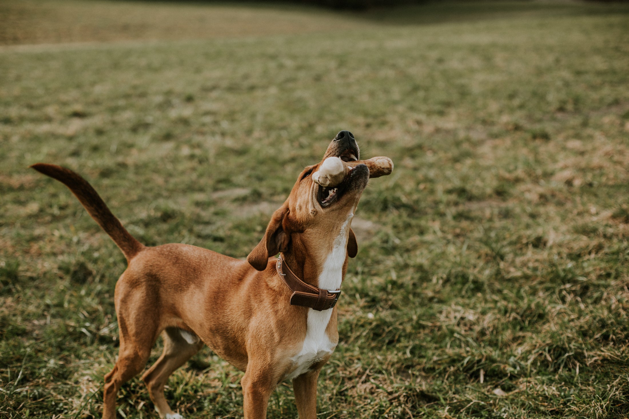 Long-lasting dog treat
