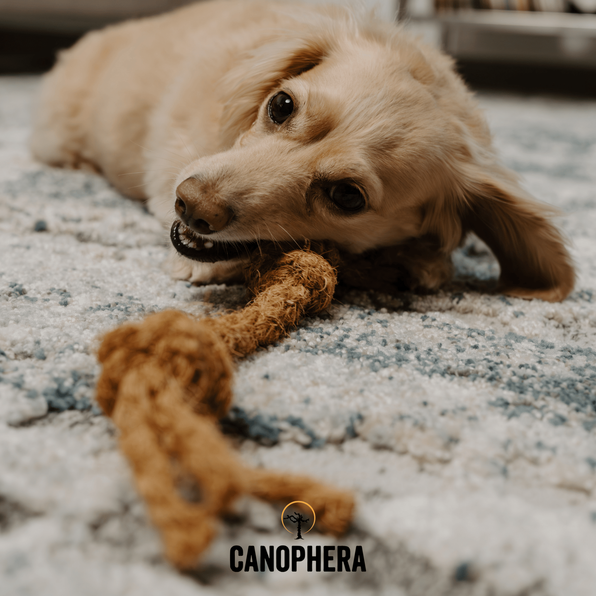 Coconut Rope Toys - Canophera