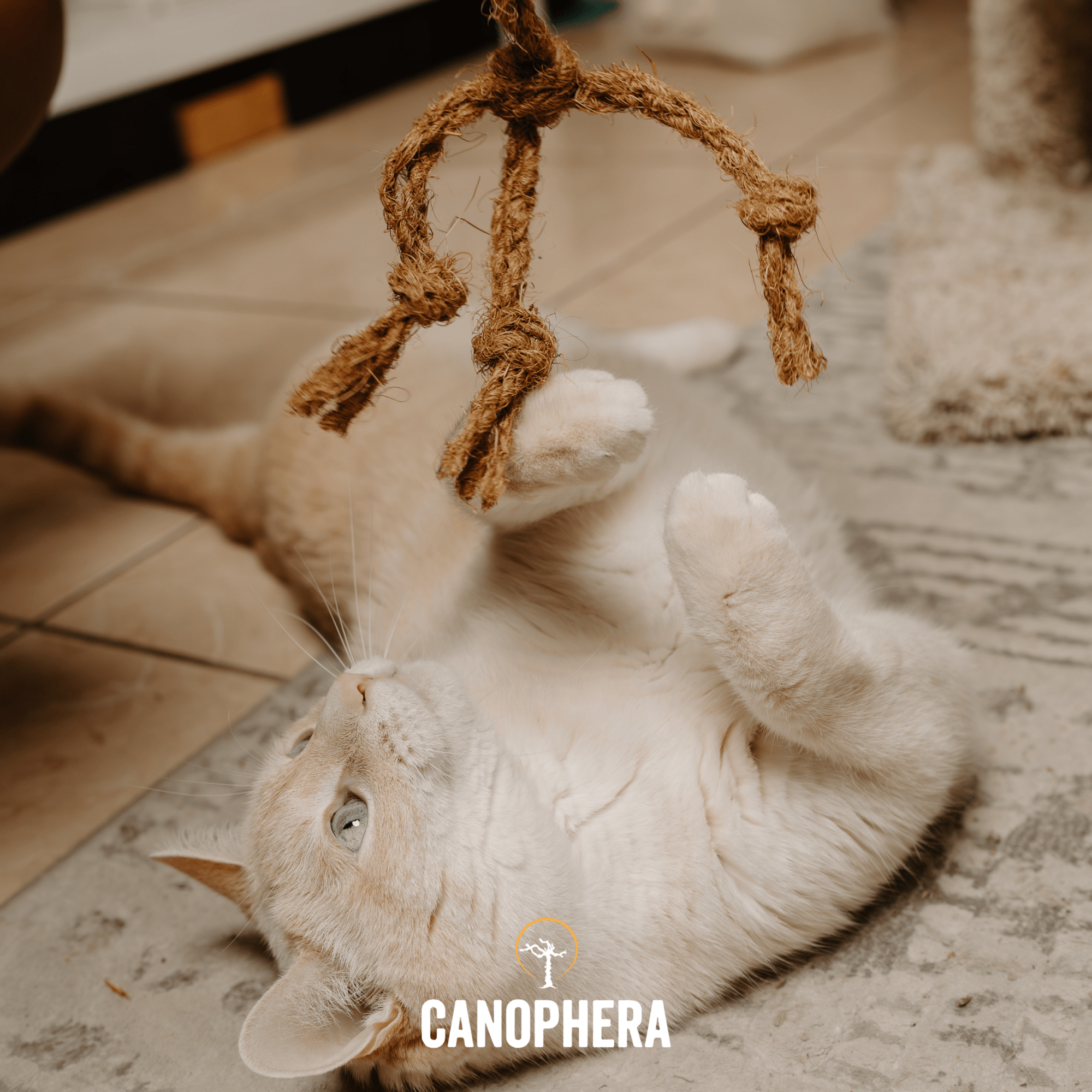 The Happy Cat Box