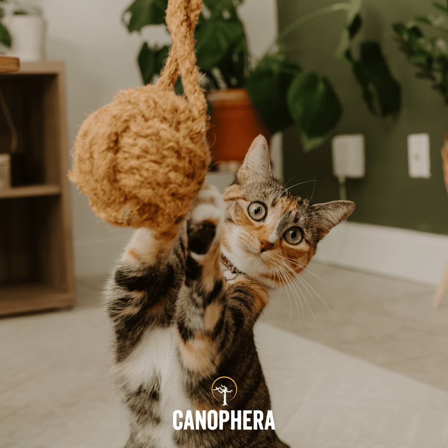 Natural Cat Toys