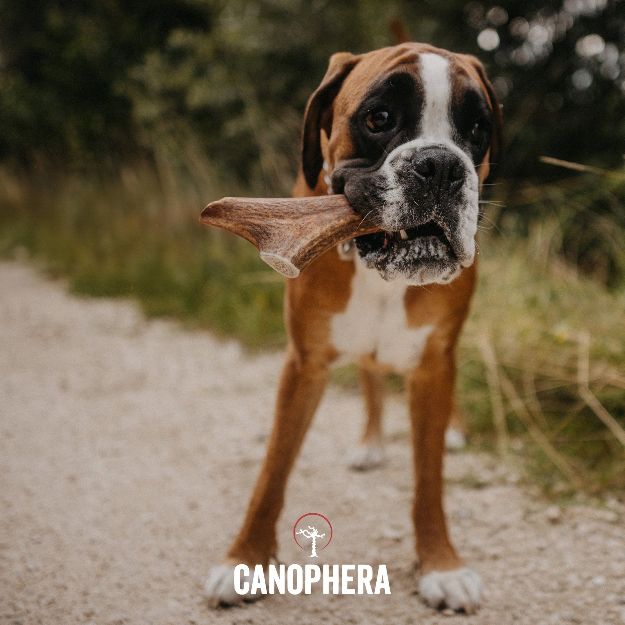 Red Deer Antlers (Whole) - Canophera