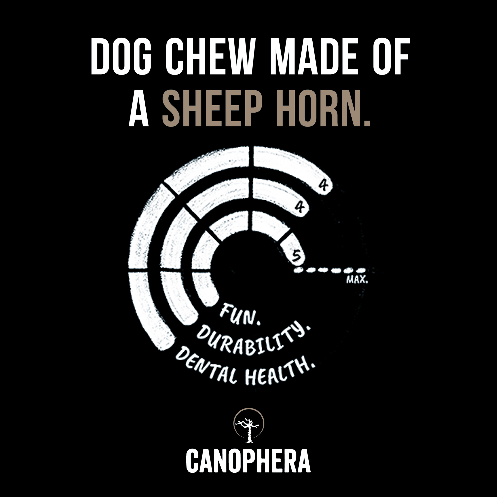 Sheep Horns (Whole) - Canophera