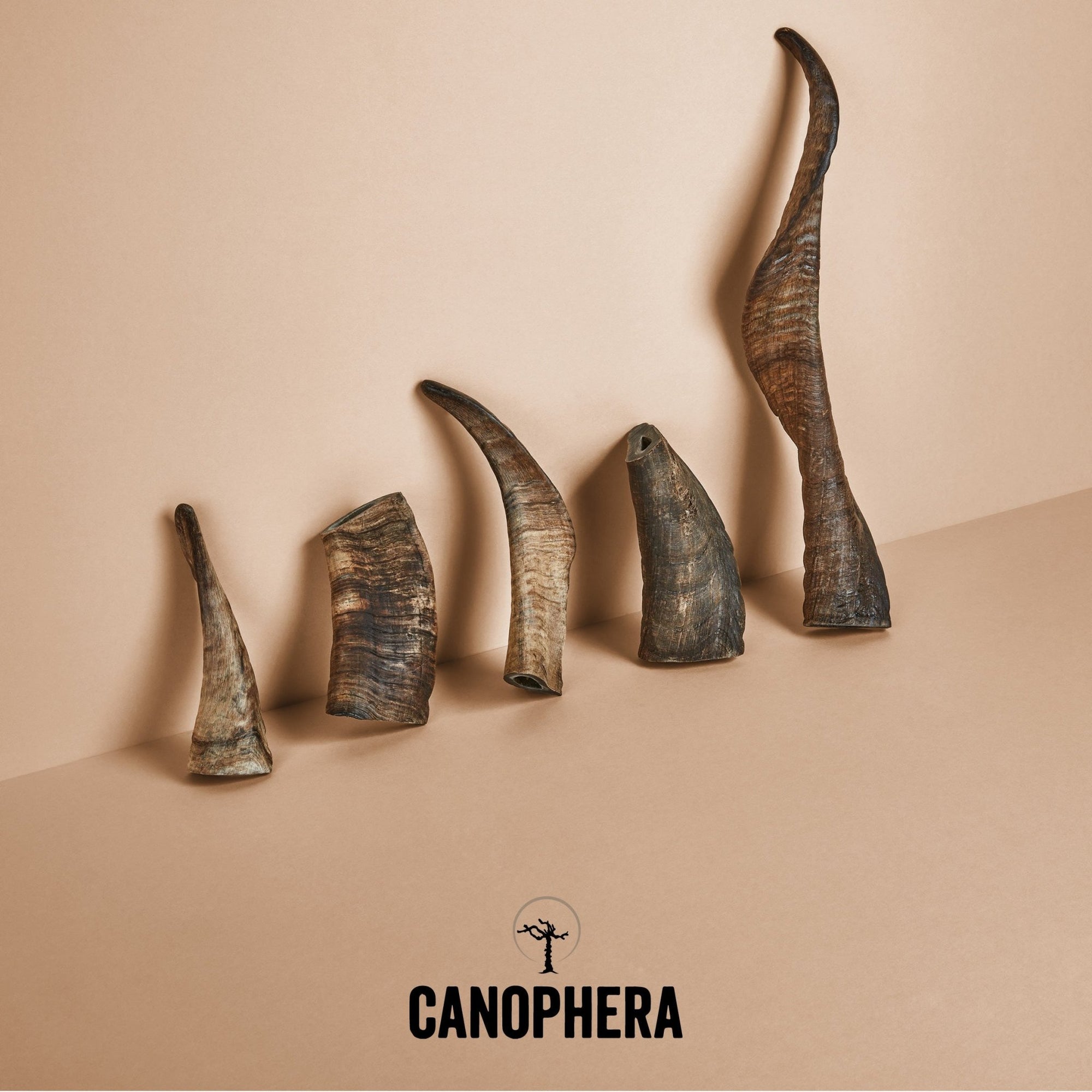 Sheep Horns (Whole) - Canophera